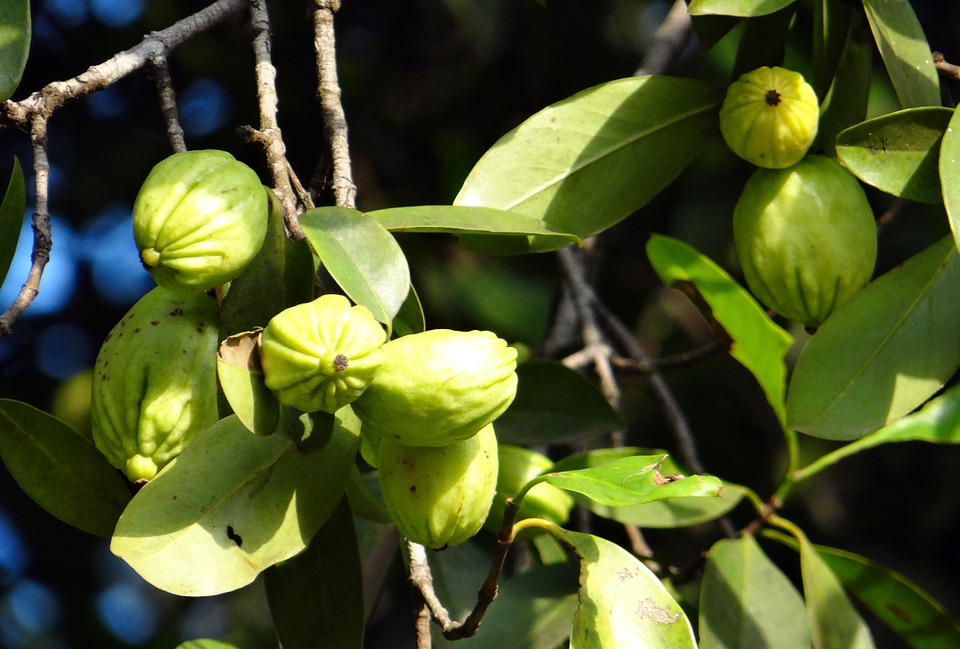 Garcinia Cambogia: a cosa serve, perché fa dimagrire, dopo quanto fa effetto, recensioni e controindicazioni