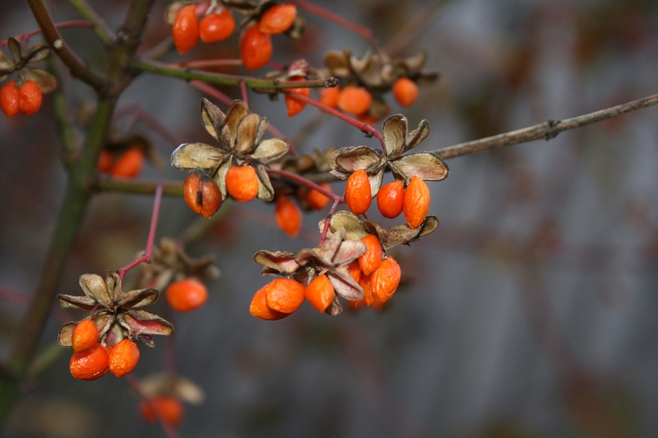 Bacche di Goji: proprietà, benefici, quante al giorno, controindicazioni e come scegliere le migliori