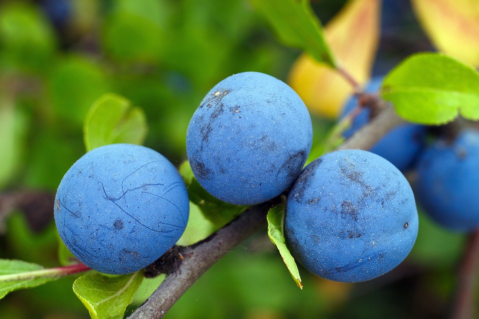 Prugnolo selvatico integratore: proprietà di frutti e fiori, benefici, controindicazioni e come scegliere il migliore