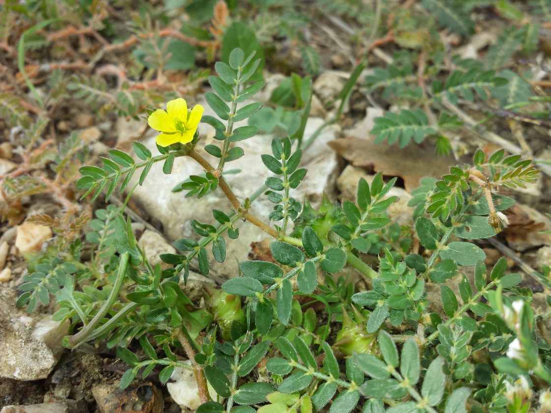 Tribulus terrestris integratore: proprietà, benefici e controindicazioni