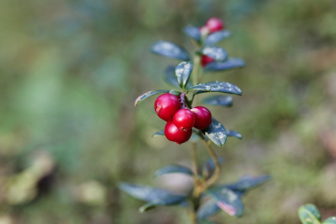 Cranberry o mirtillo rosso integratore: proprietà, benefici, controindicazioni e come sceglierlo